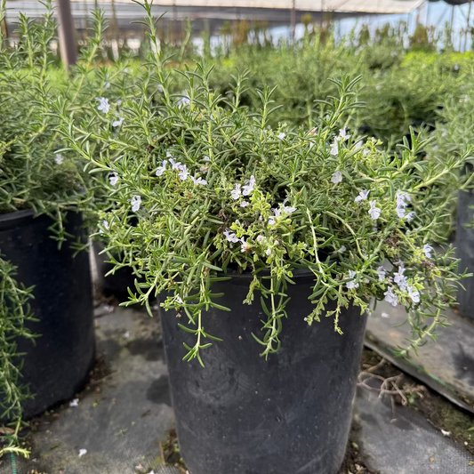 5 gallon Trailing Rosemary (Rosmarinus officinalis) with blue flowers in nursery container — Phoenix, AZ