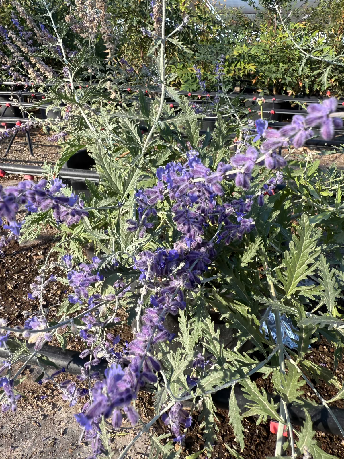 russian lavender plant Russian Sage Phoenix, AZ | Perovskia atriplicifolia