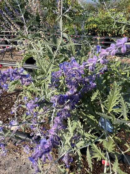 Russian Sage