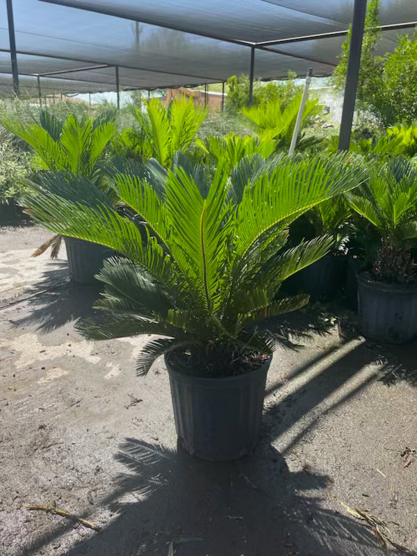 sago palm plant - each Buy Sago Palm Phoenix, AZ | Cycas revoluta