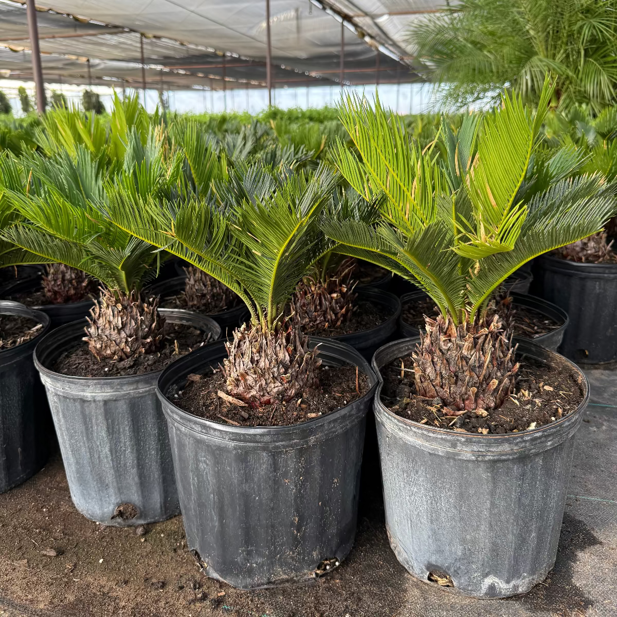 planting a sago palm in a pot Buy Sago Palm Phoenix, AZ | Cycas revoluta