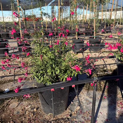 Autumn Sage - Hot Pink