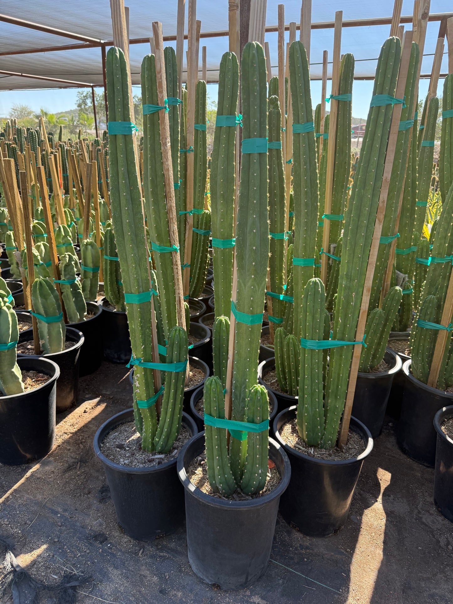 san pedro cactus garden Buy San Pedro Cactus Phoenix, AZ | Echinopsis pachanoi