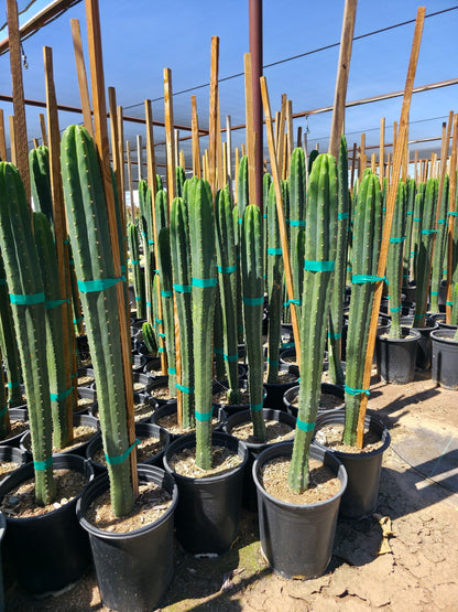 San Pedro