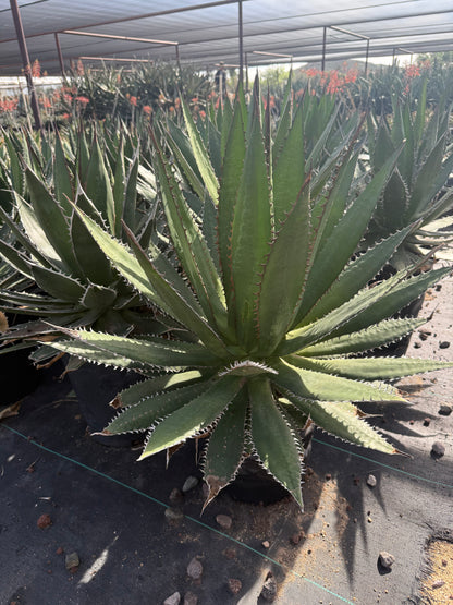 Saw Leaf Agave