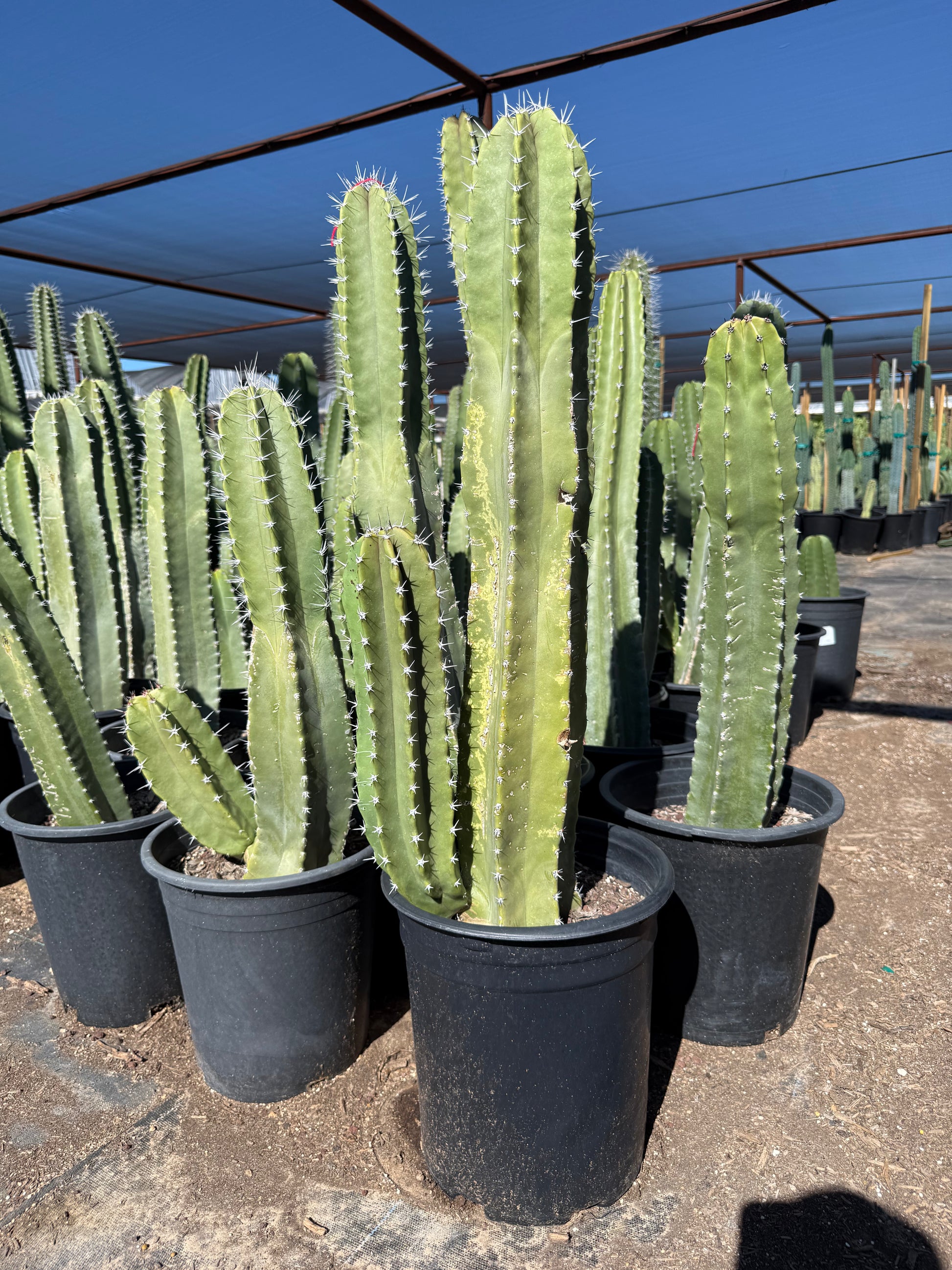 the potted plant scottsdale Buy Senita Cactus Phoenix, AZ | Lophocereus schottii