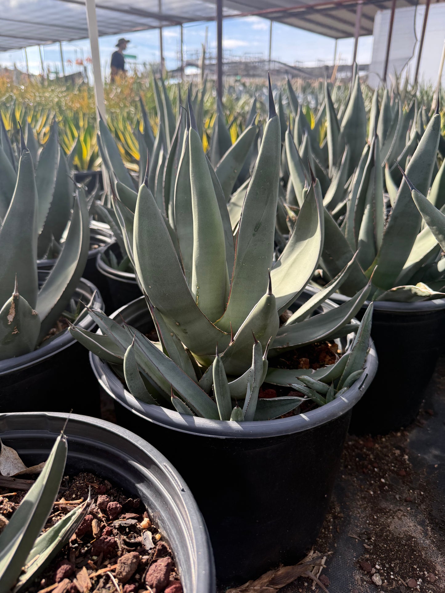 Sharkskin Agave