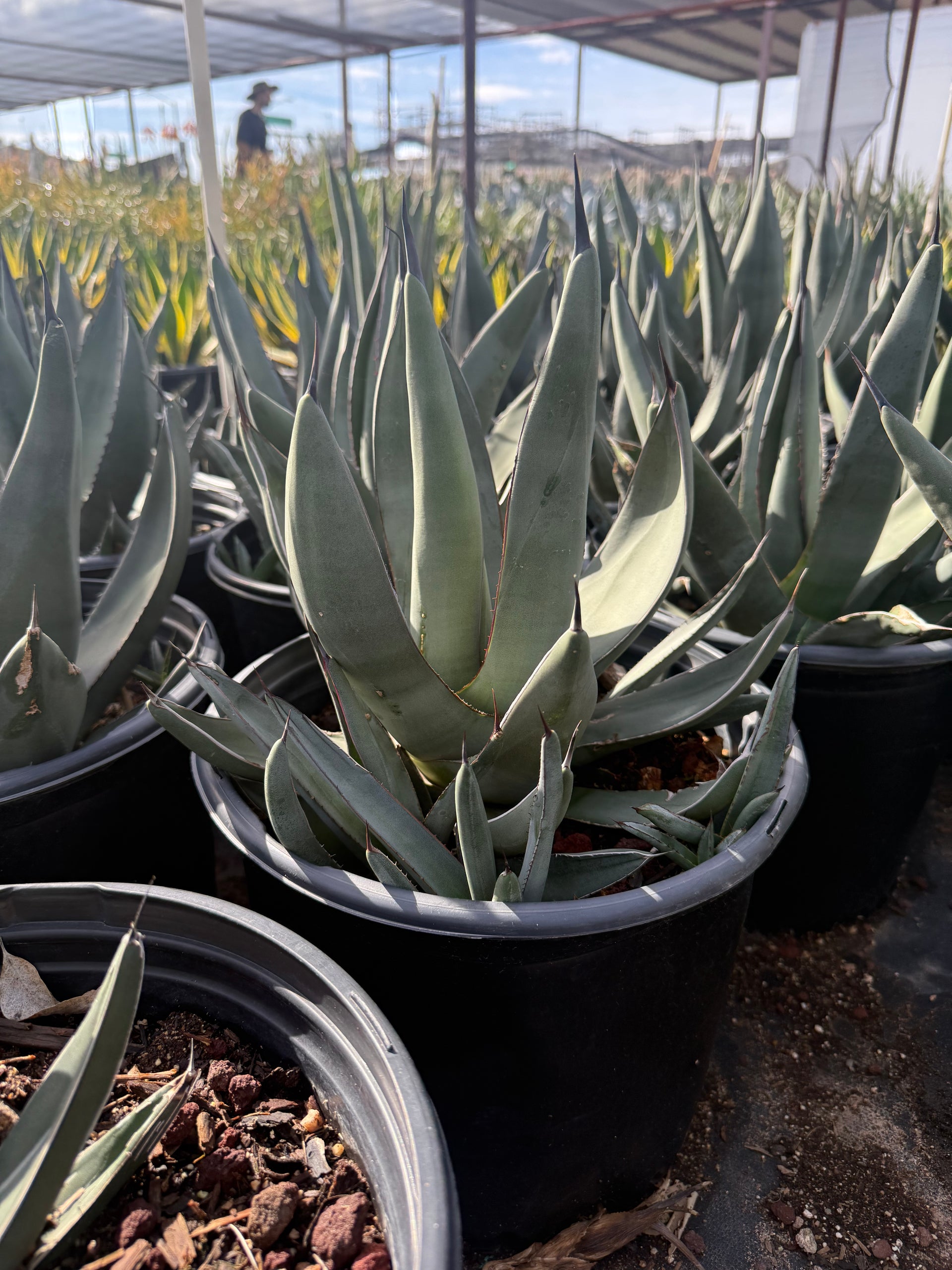 Buy Sharkskin Agave Phoenix, AZ | Agave 'Sharkskin' | Three