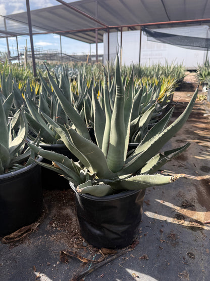 Buy Sharkskin Agave Phoenix, AZ | Agave 'Sharkskin' | Three Buy Sharkskin Agave Phoenix, AZ | Agave 'Sharkskin' | Three
