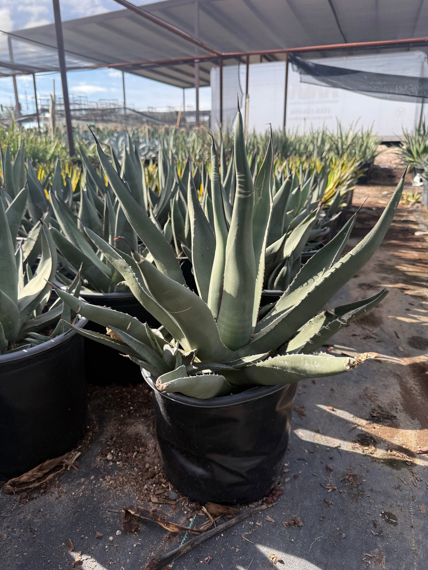 Sharkskin Agave