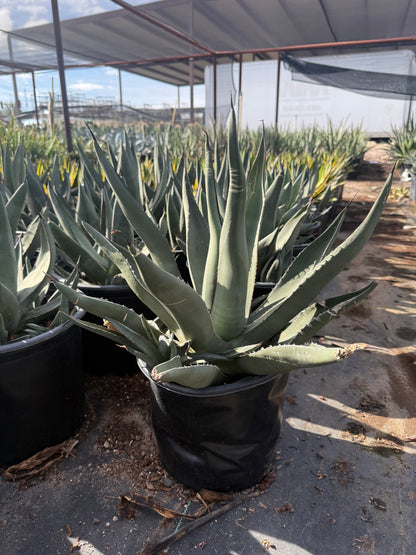 Sharkskin Agave