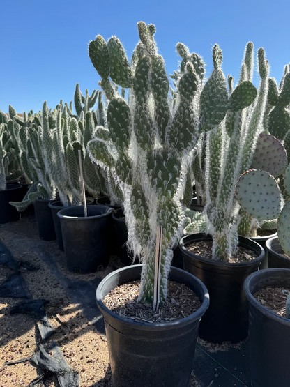 Snow Prickly Pear