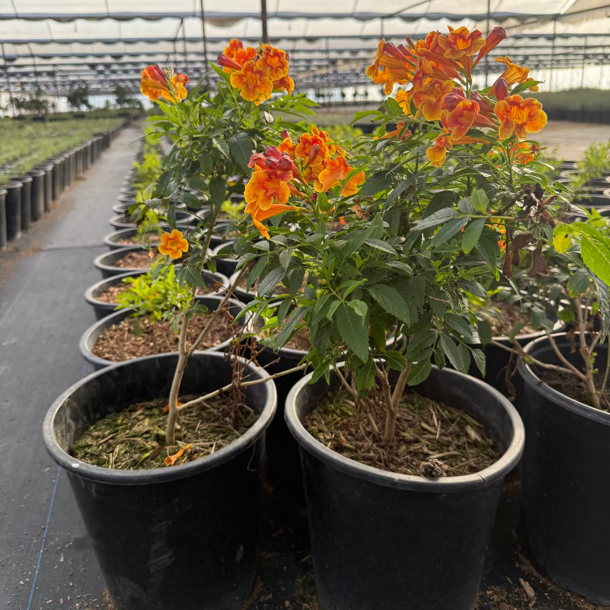 5 gallon Sparklette Tecoma with yellow-orange trumpet flowers in nursery greenhouse — Phoenix, AZ