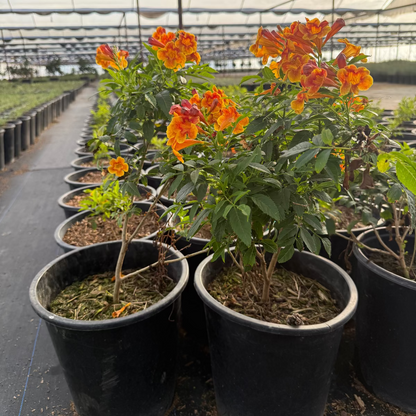 5 gallon Sparklette Tecoma with yellow-orange trumpet flowers in nursery greenhouse — Phoenix, AZ