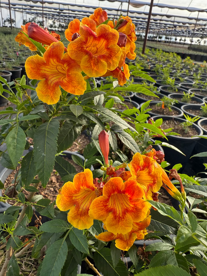 Sparklette Tecoma yellow-orange trumpet flower close-up in nursery — Phoenix, AZ