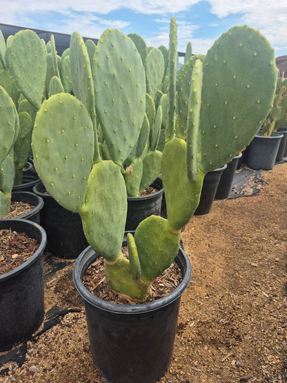 Spineless Prickly Pear