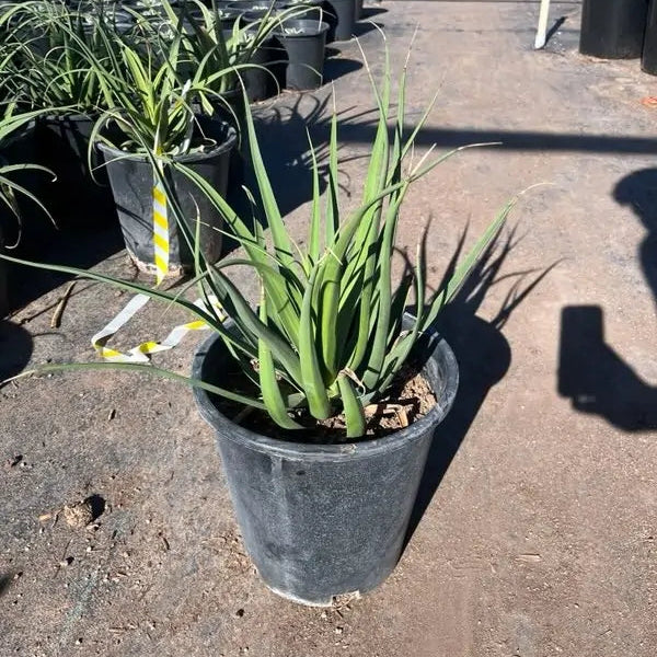 5 gallon Squid Agave (Agave bracteosa) on concrete at Three Timbers nursery — Phoenix, AZ
