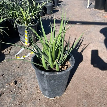 5 gallon Squid Agave (Agave bracteosa) on concrete at Three Timbers nursery — Phoenix, AZ