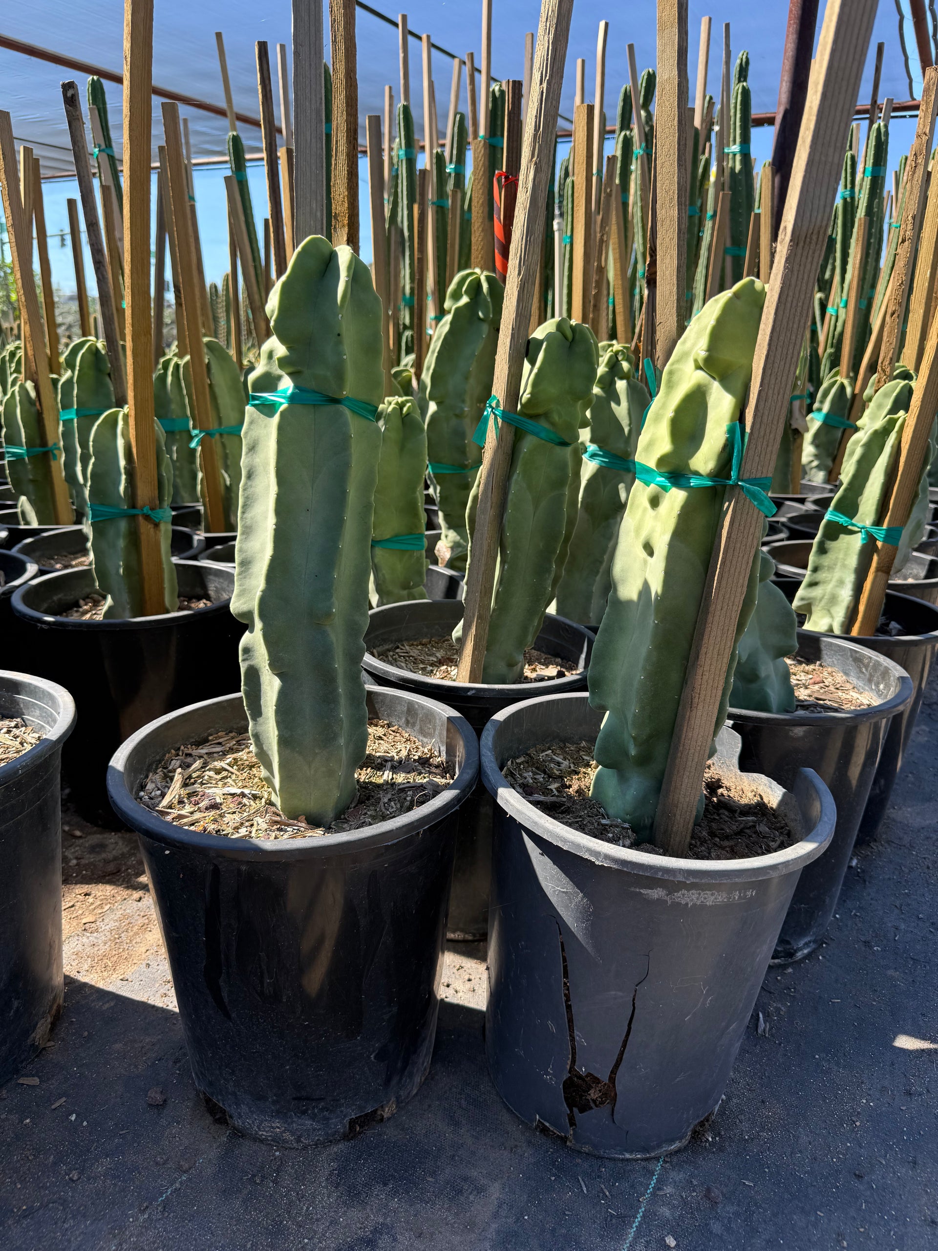 5g_Totem_Pole_Cactus_major_fat