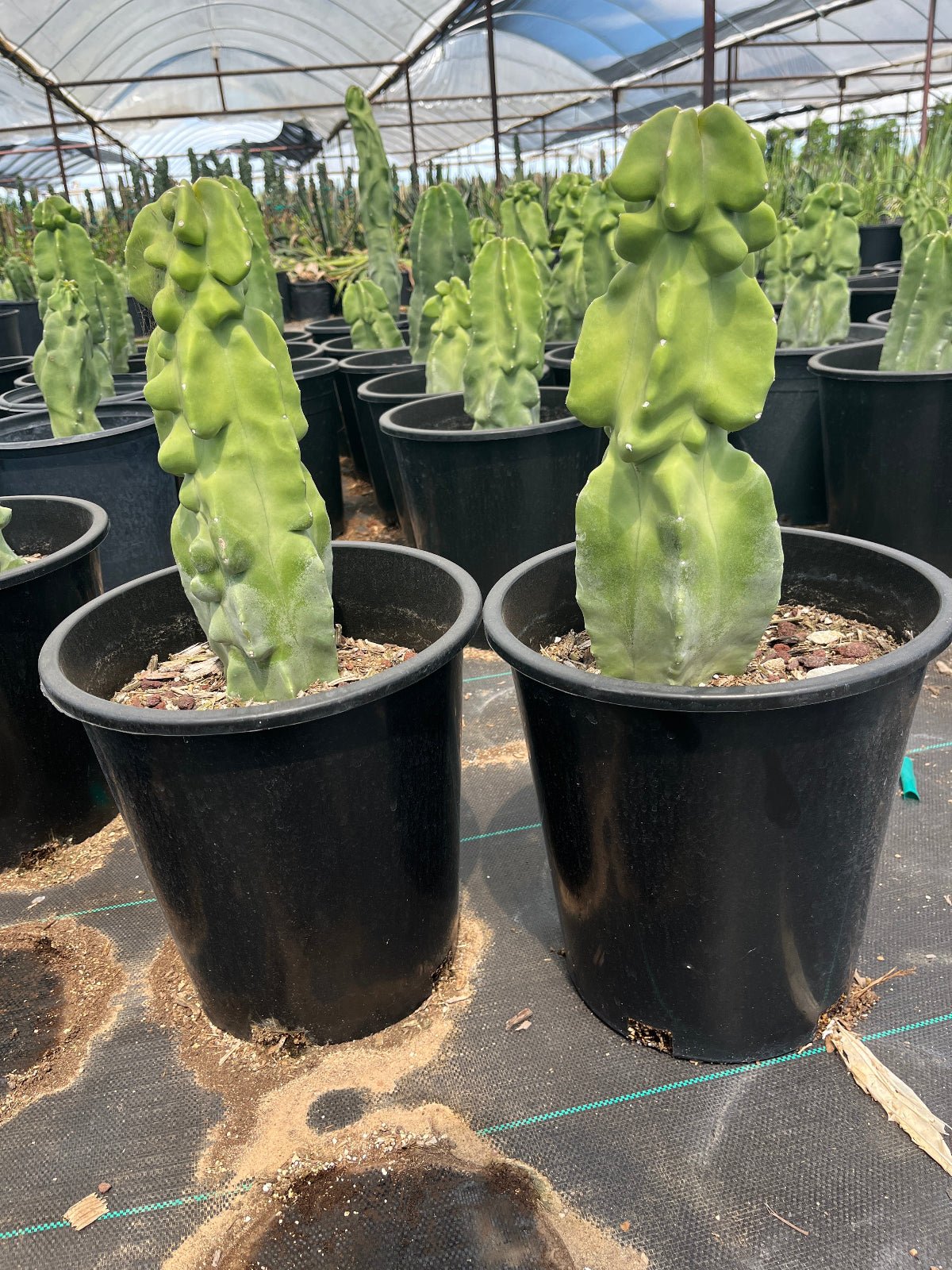 totem pole succulent Buy Totem Pole Major Phoenix, AZ | Lophocereus schottii