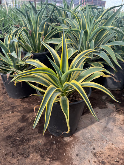 Variegated Tropical Agave