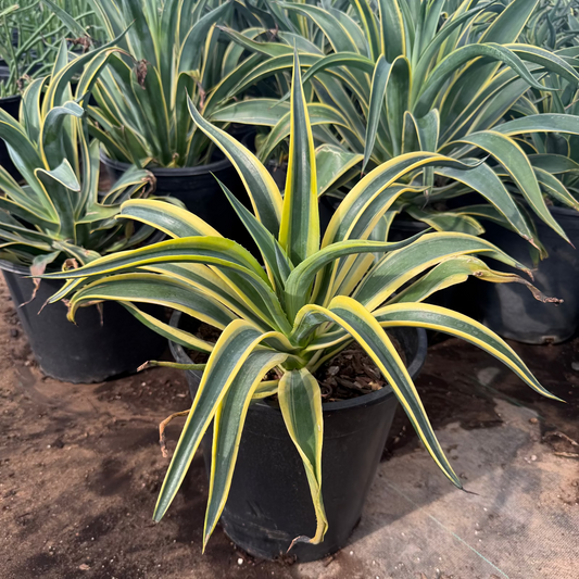 5 gallon Variegated Tropical Agave (Agave desmettiana) in nursery pot at Three Timbers — Phoenix, AZ