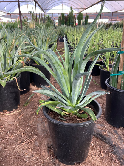 Tropical Agave