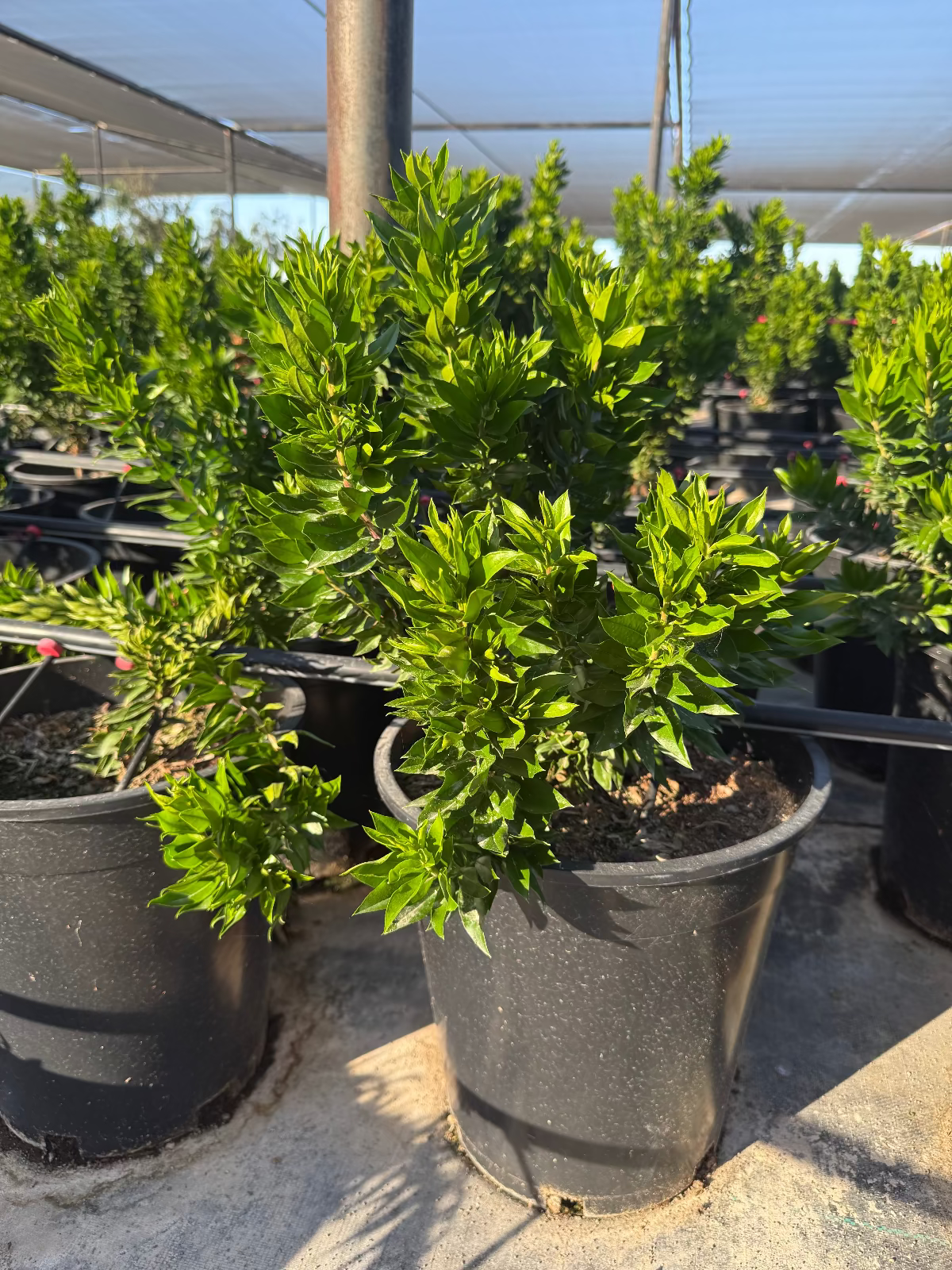 myrtle house plant Buy Roman Myrtle Phoenix, AZ | Myrtus communis