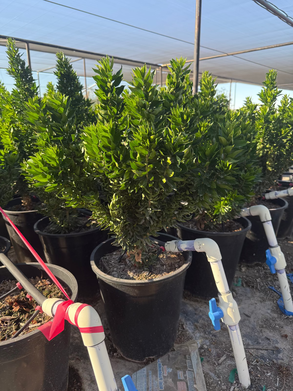 Roman Myrtle (twisted)