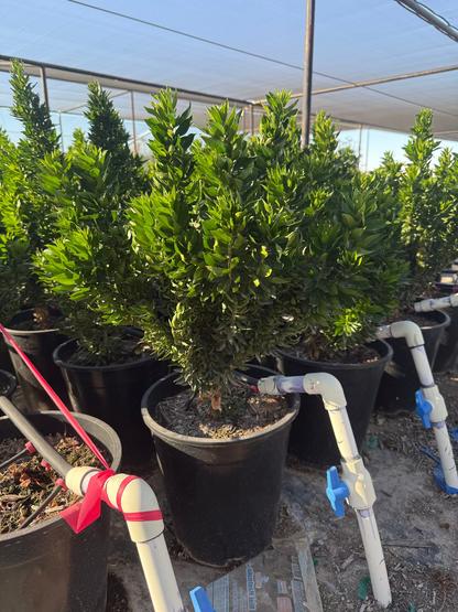 Roman Myrtle (twisted)