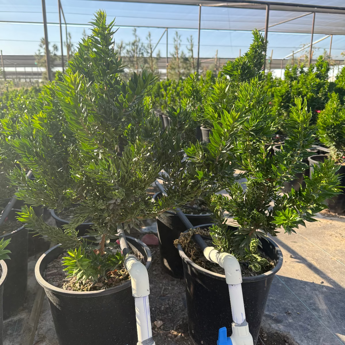 Roman Myrtle (twisted)