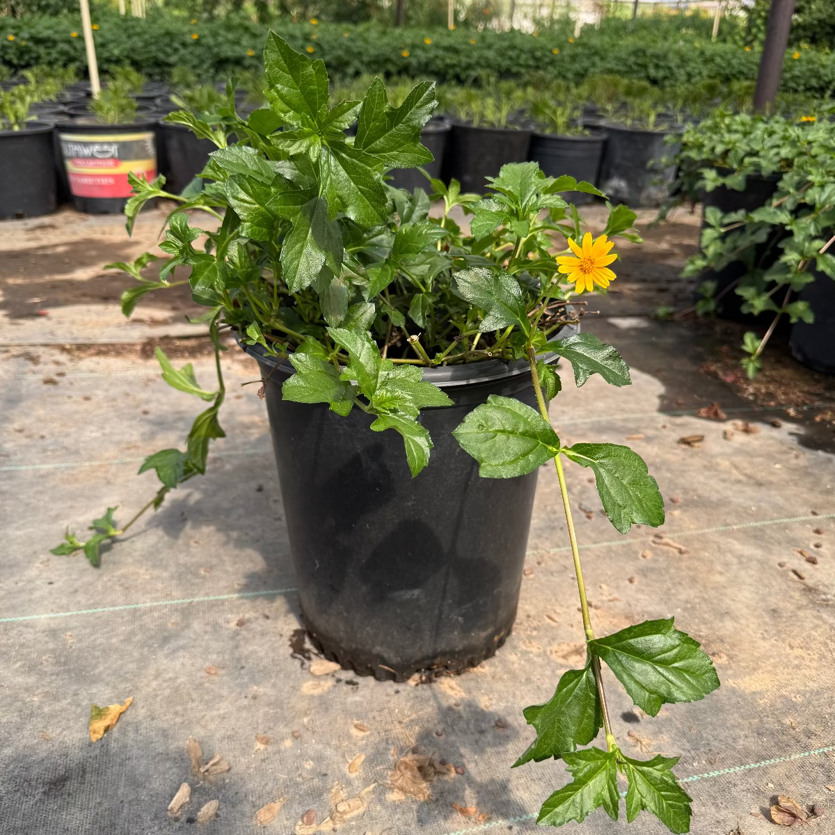 5 gallon Zexmenia (Wedelia texana) in nursery pot with green foliage and golden-yellow flower — Phoenix, AZ