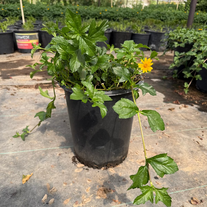 5 gallon Zexmenia (Wedelia texana) in nursery pot with green foliage and golden-yellow flower — Phoenix, AZ
