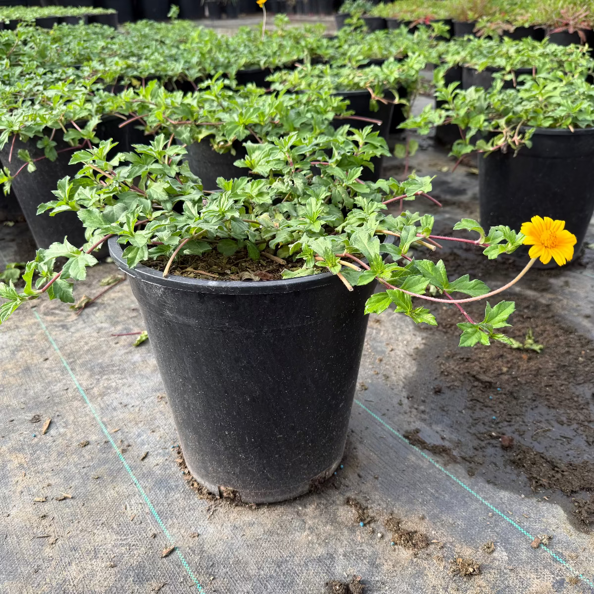 5 gallon Zexmenia (Wedelia texana) in black nursery pot with golden-yellow flower in greenhouse — Phoenix, AZ