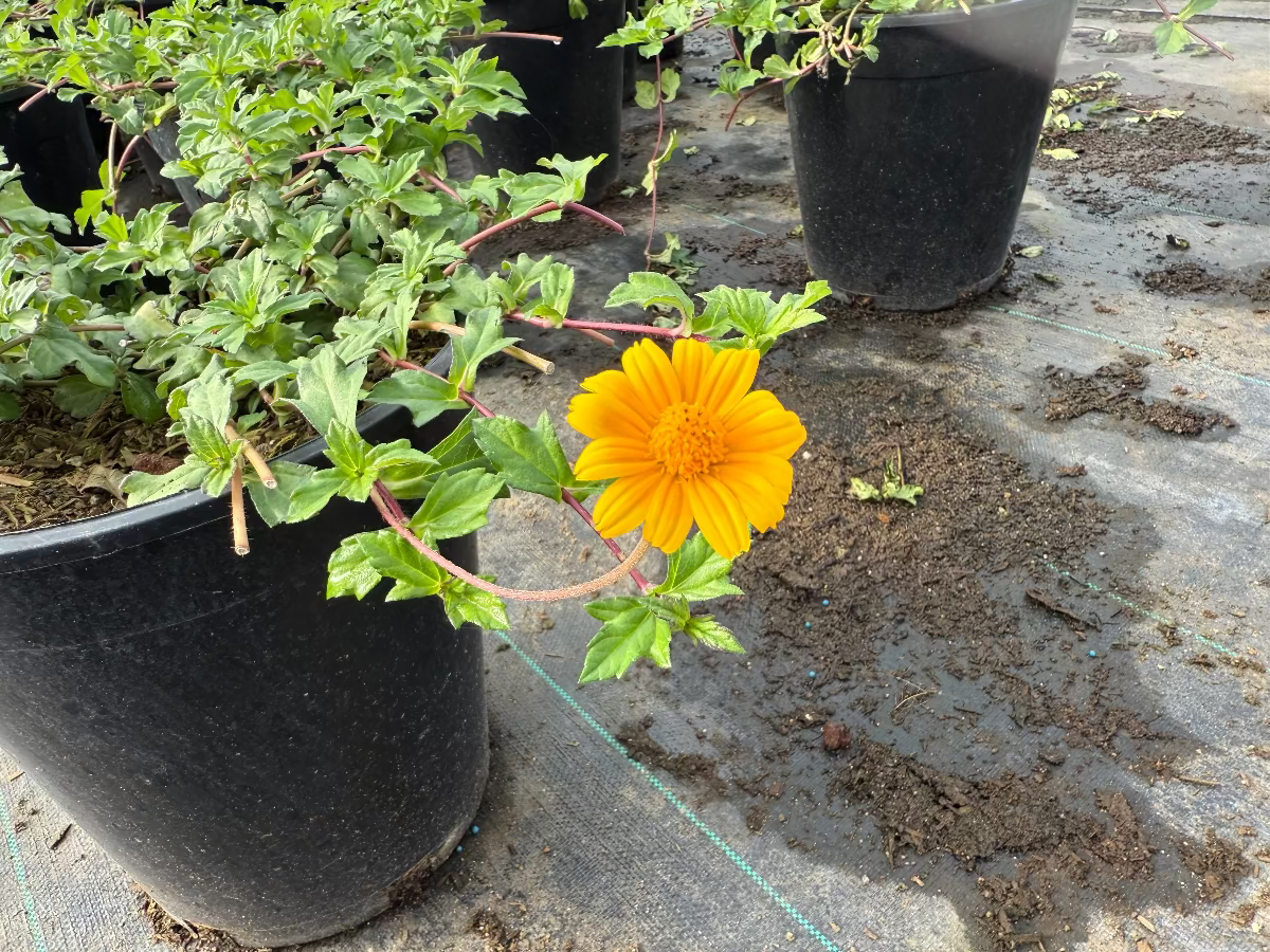 Zexmenia (Wedelia texana) close-up of golden-yellow daisy flower in nursery setting — Phoenix, AZ