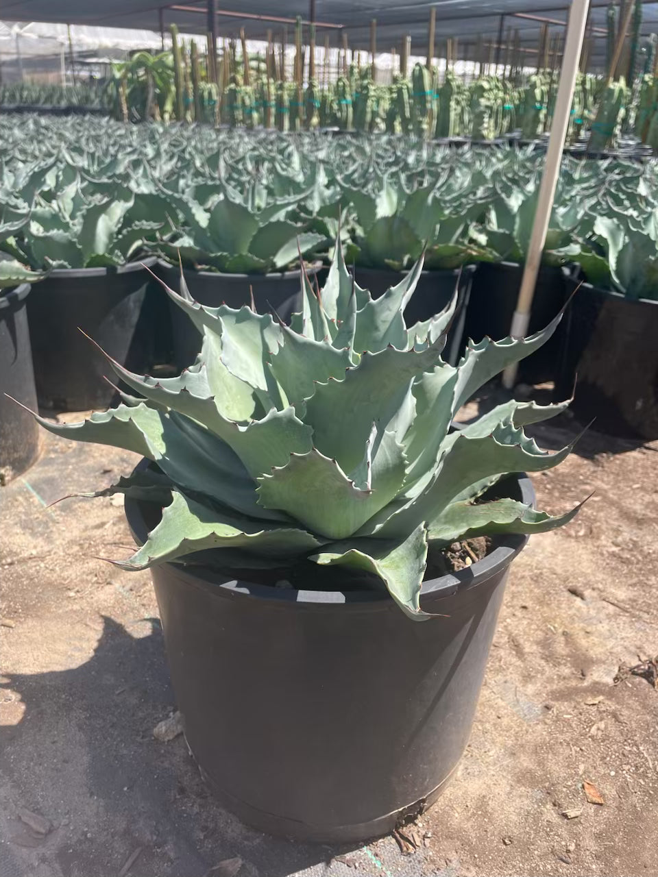 Whale's Tongue Agave