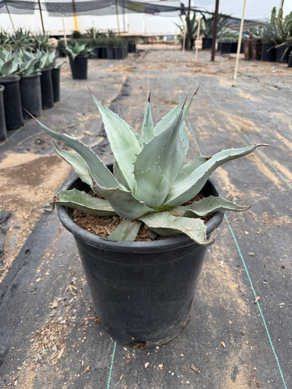 Whale's Tongue Agave