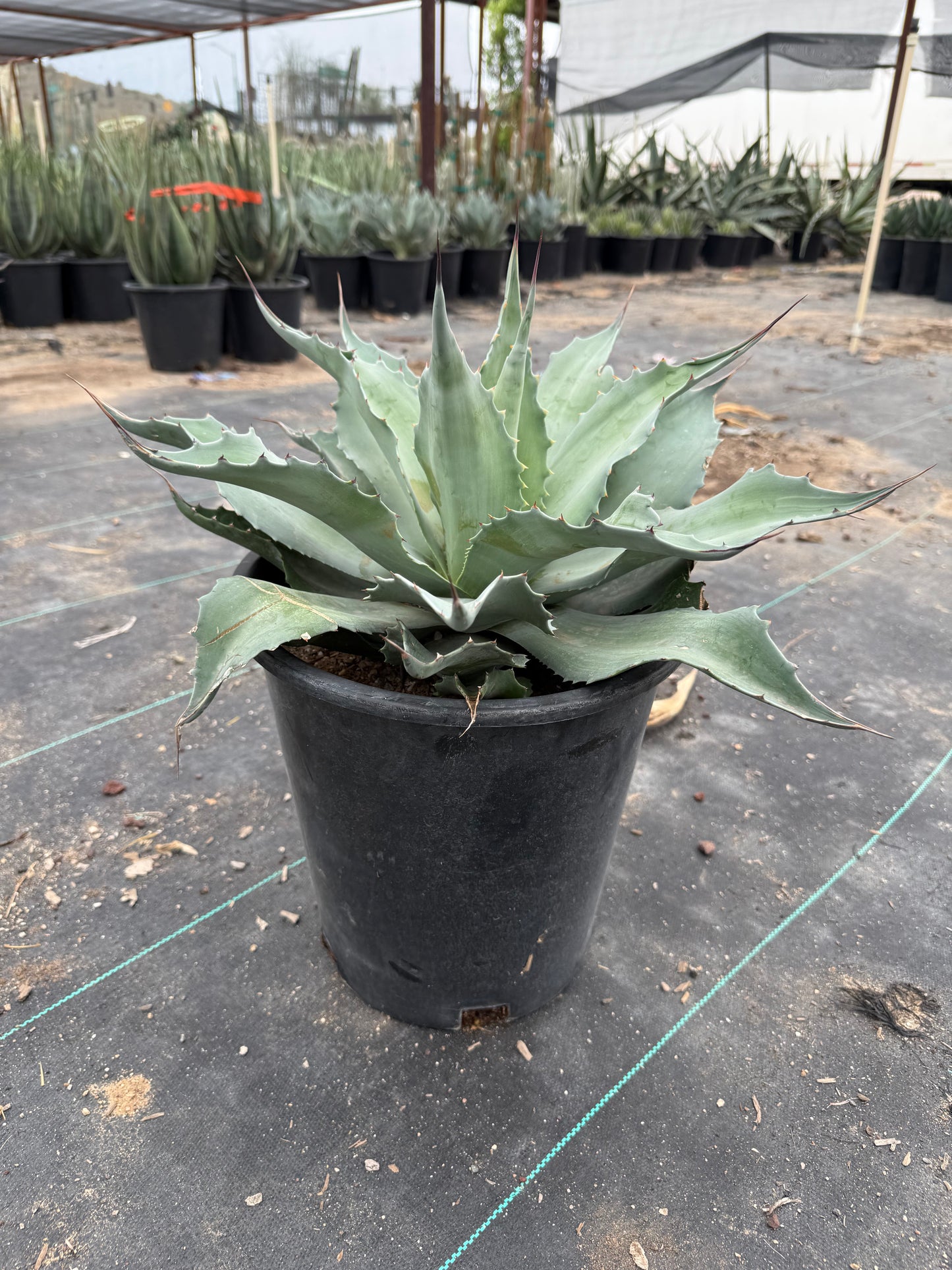 Whale's Tongue Agave
