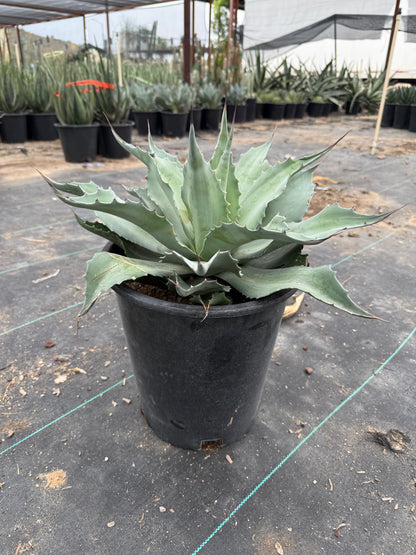 Whale's Tongue Agave