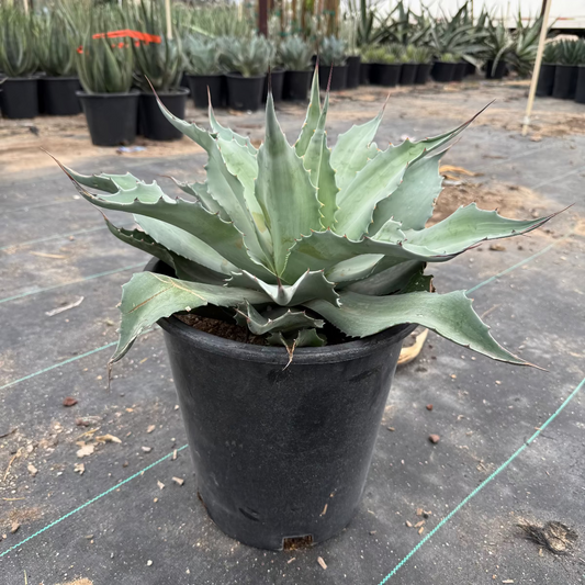 Whale's Tongue Agave