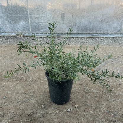 Winter Blaze' Emu Bush