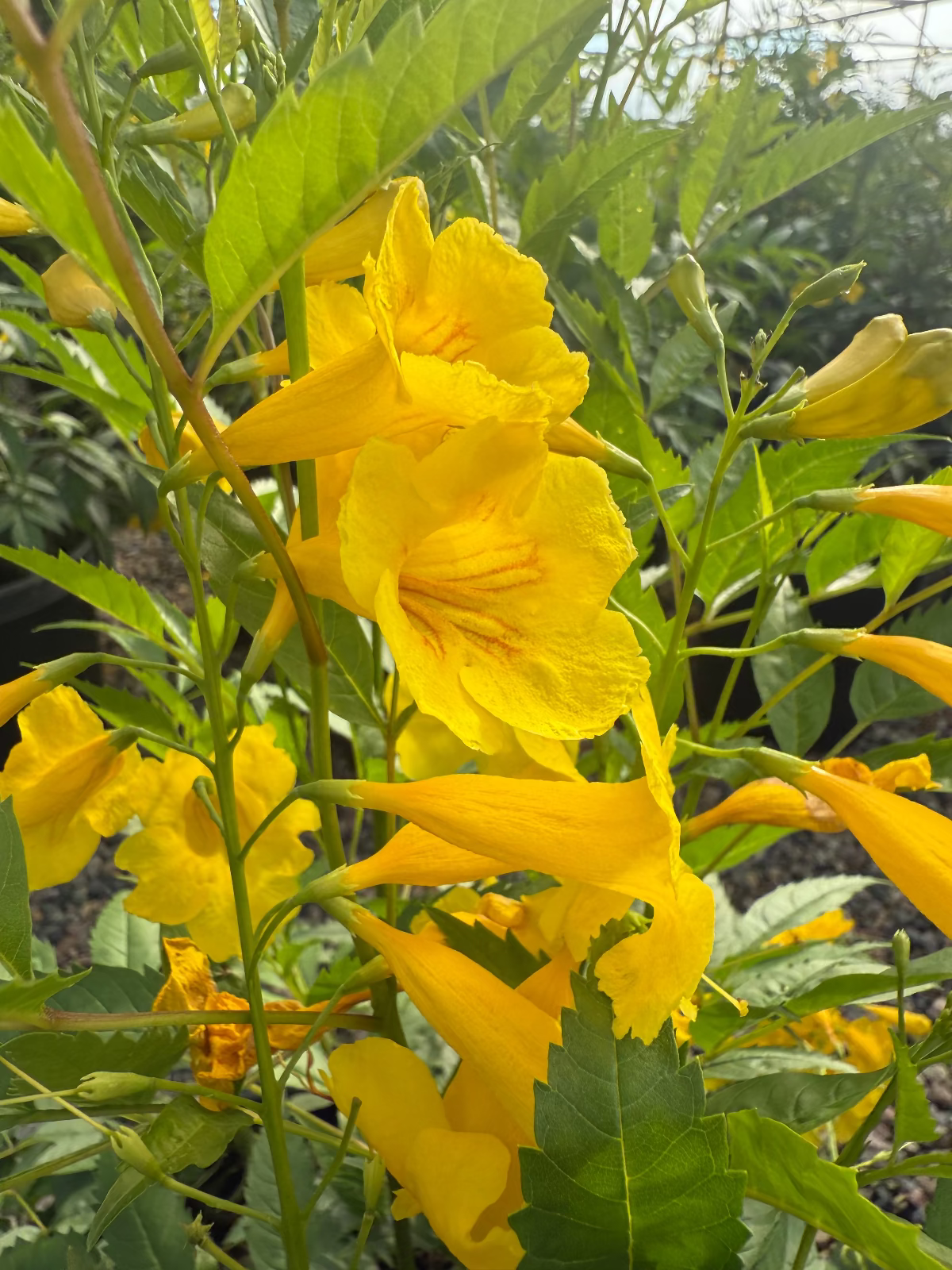 Arizona Yellow Bells flowers