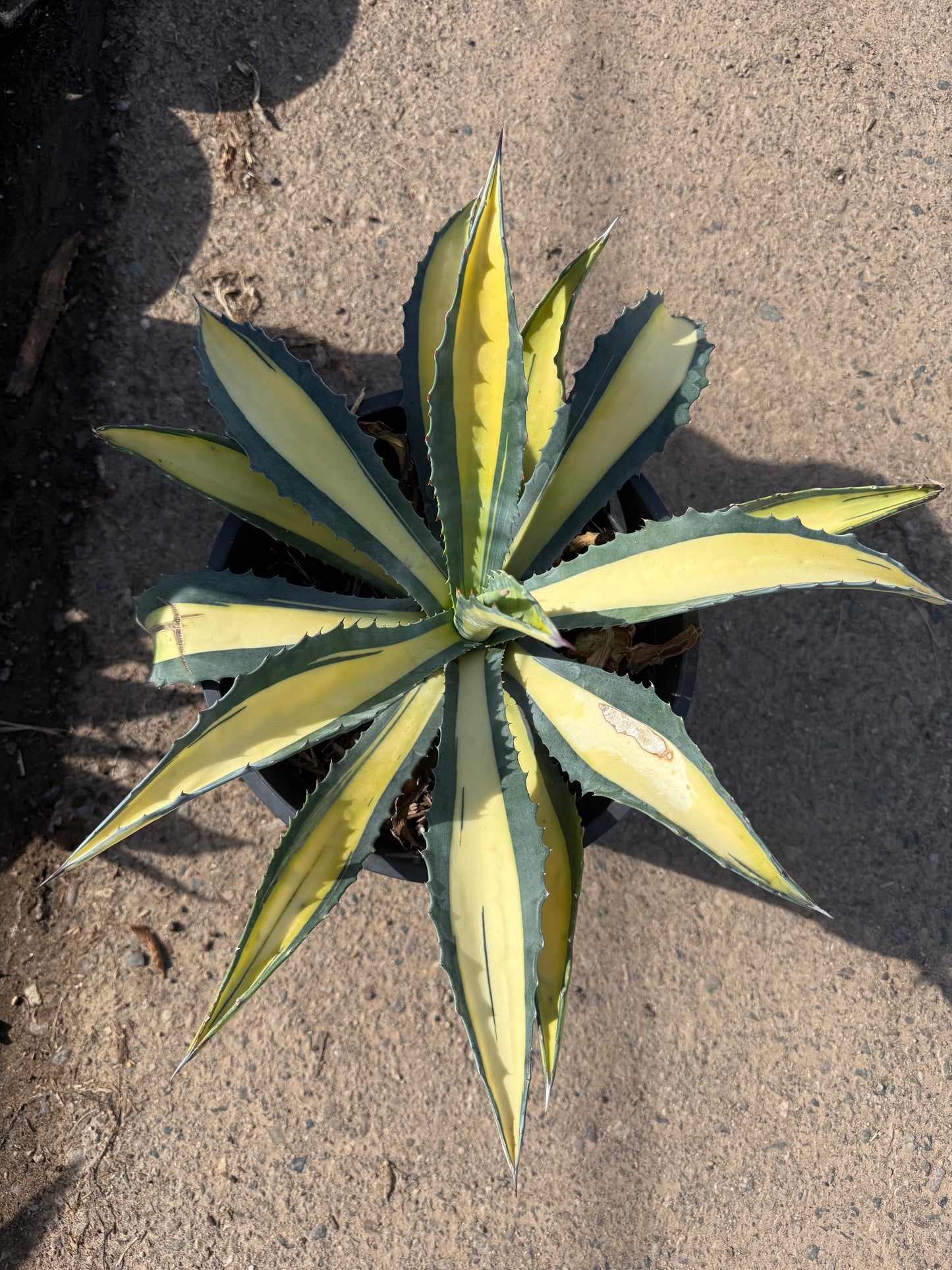 Yellow striped century plant