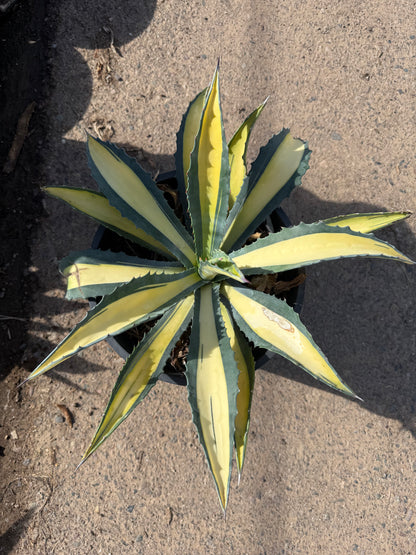 Yellow striped century plant