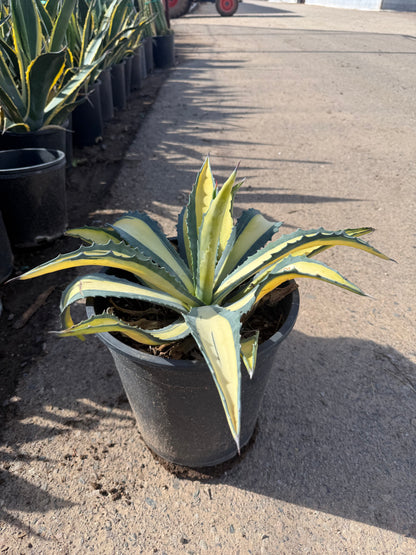 Yellow striped century plant