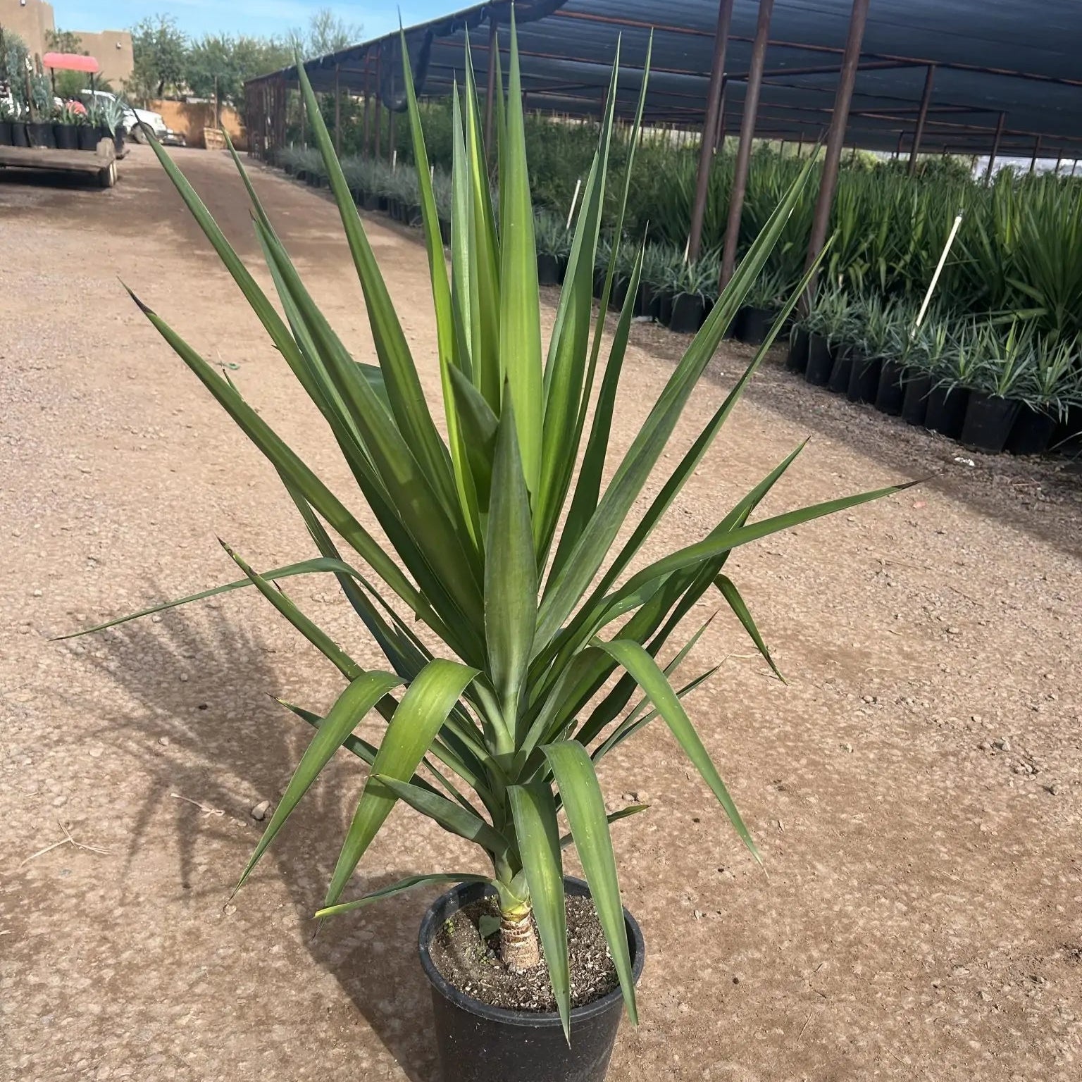 Buy Spanish Dagger Phoenix, AZ | Yucca gloriosa