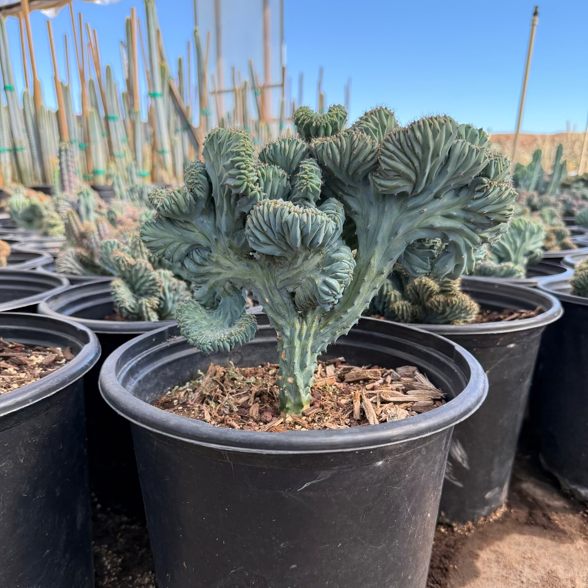 Micro Crested Blue Myrtle