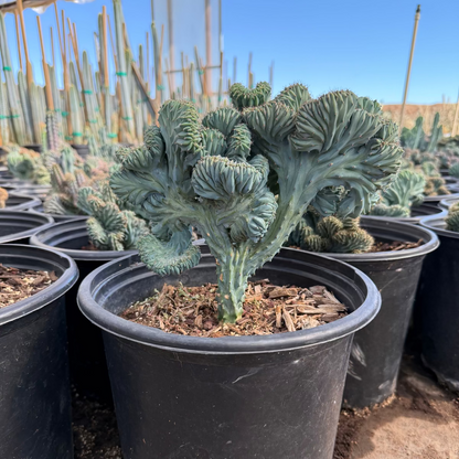 Micro Crested Blue Myrtle