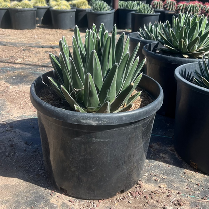 queen victoria succulent Buy Queen Victoria Agave Phoenix, AZ | Agave victoriae-reginae