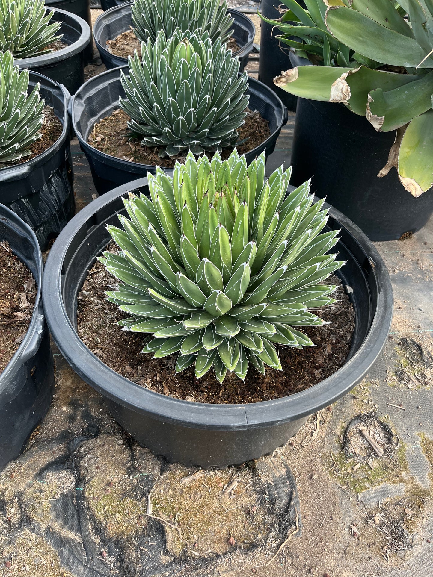 Queen Victoria Agave